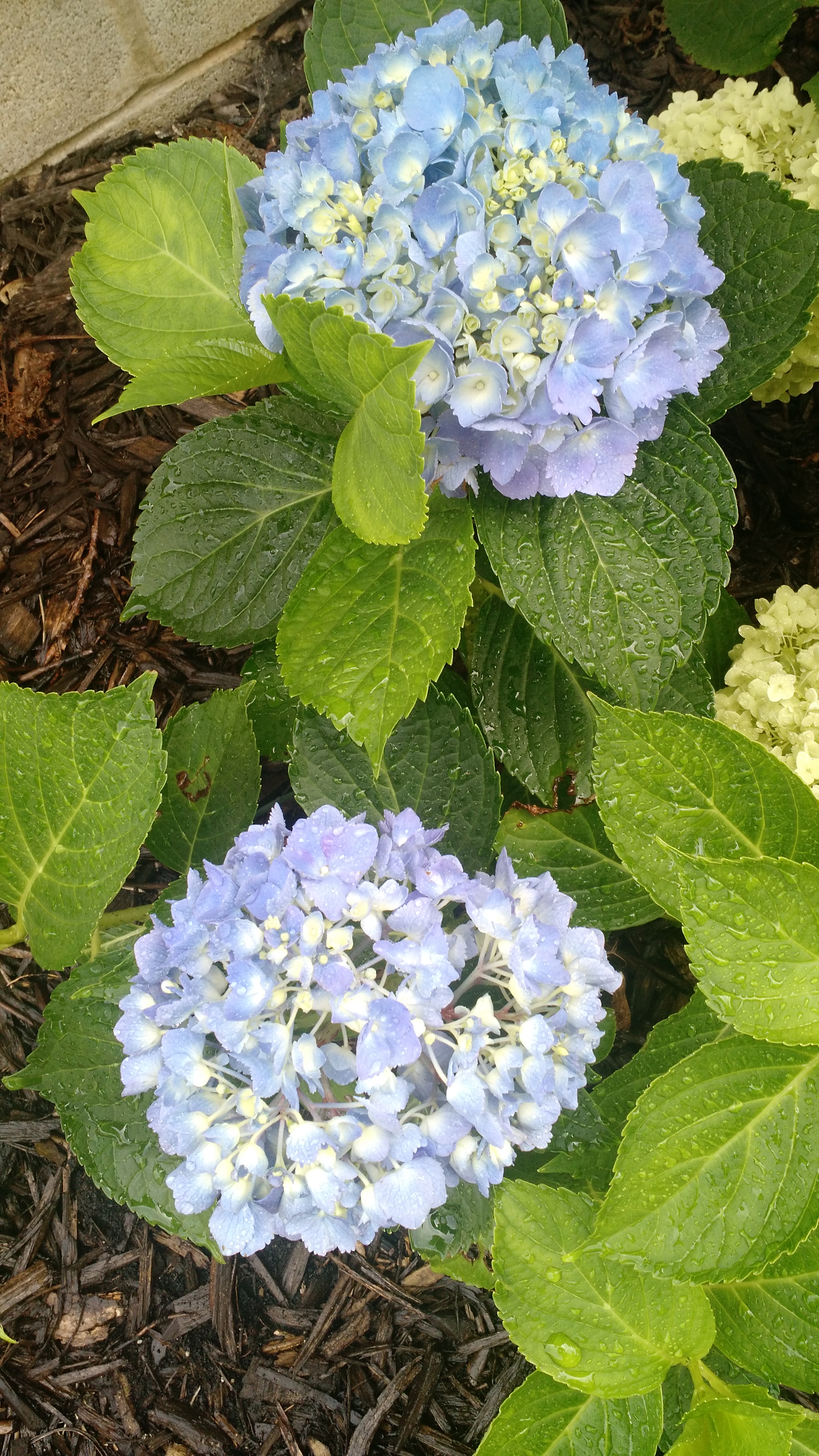 blue bigleaf hydrangea