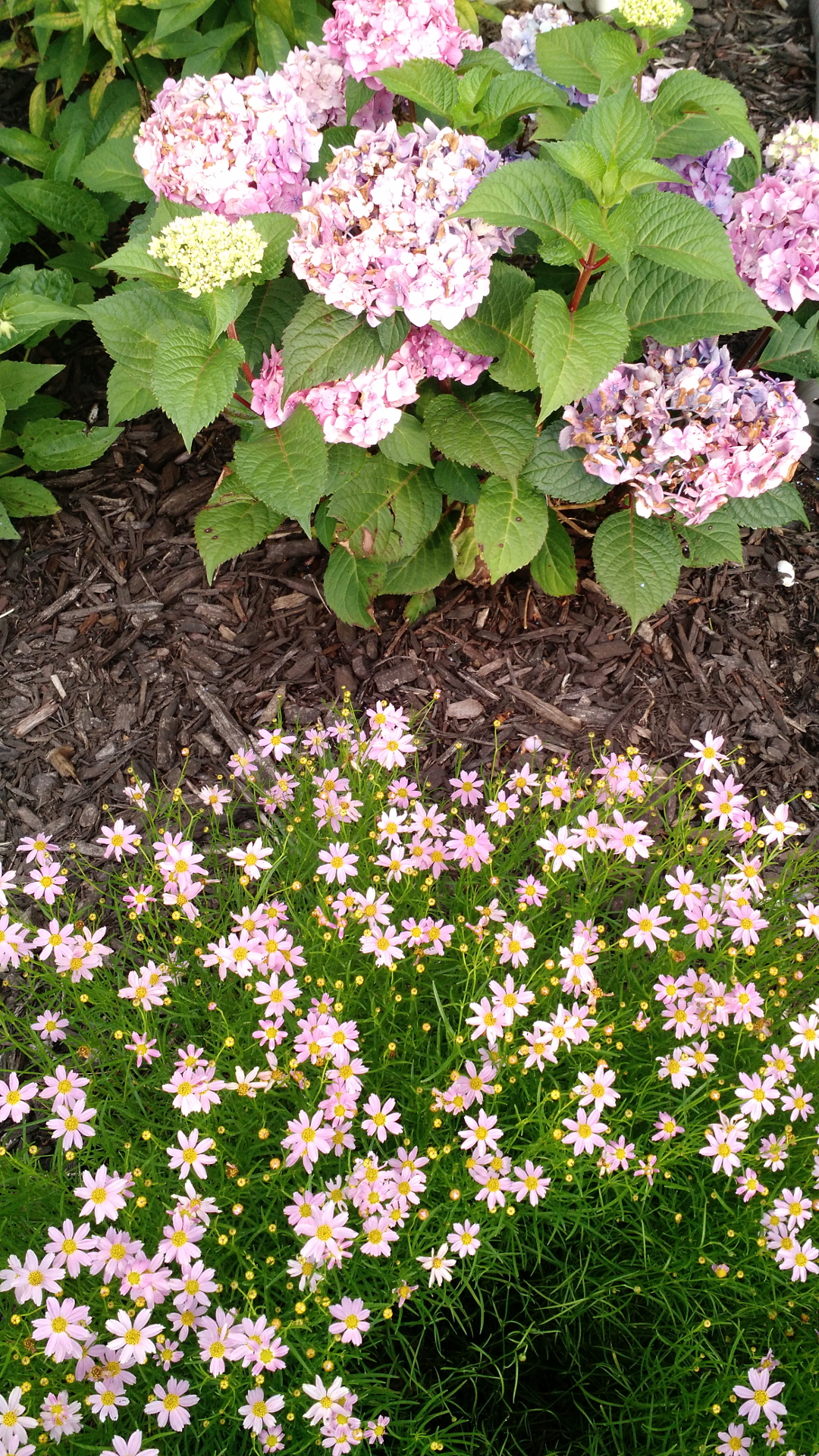 pink marguerite daisy