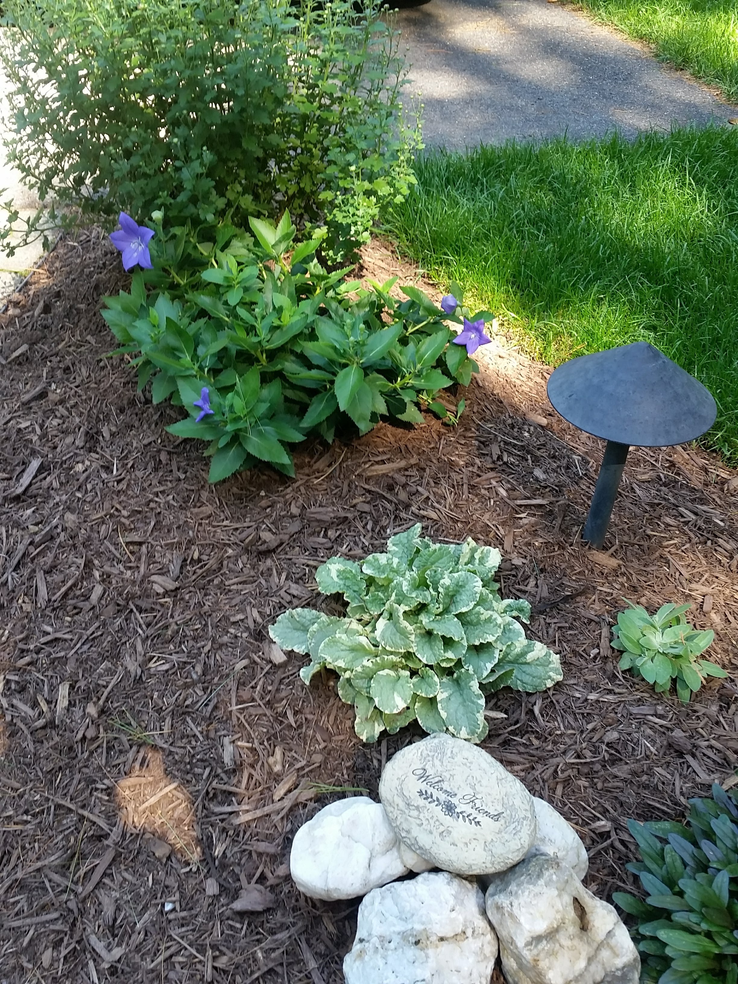 Variegated ajuga