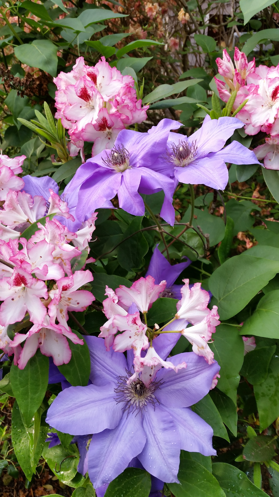 clematis and rhododendron