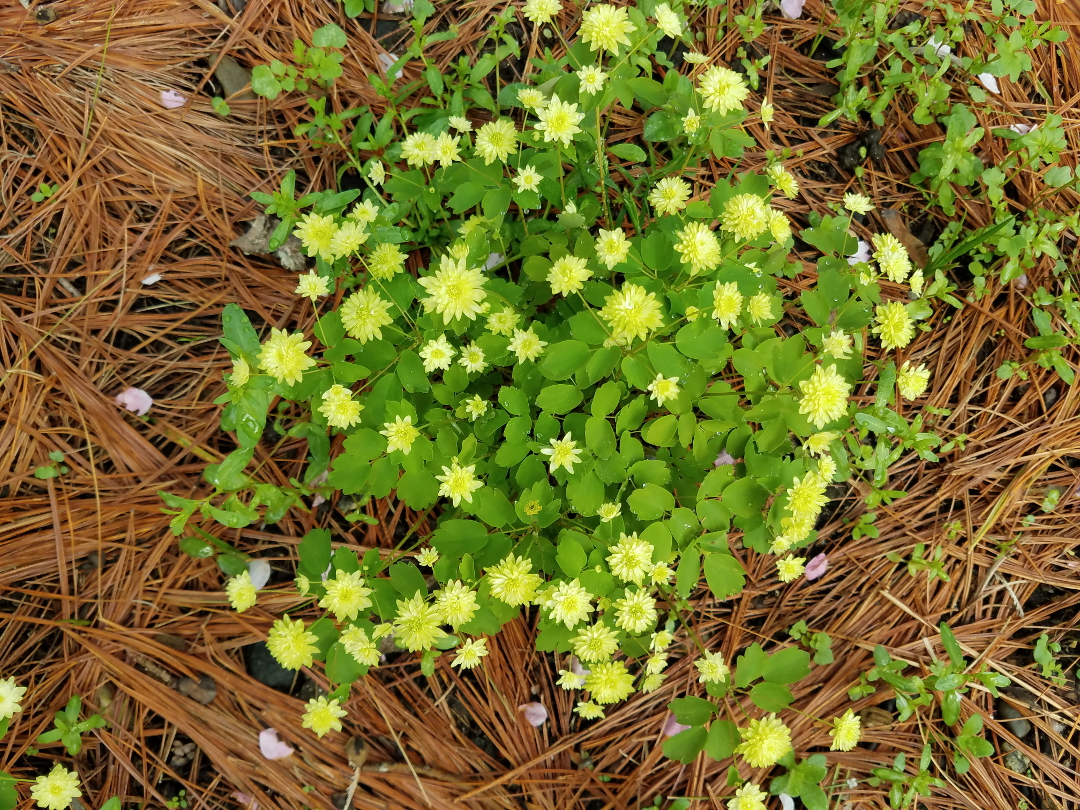 Anemonella thalictroides ‘Betty Blake’