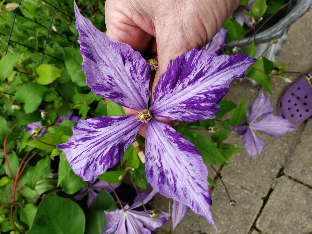 Clematis ‘Tie Dye’