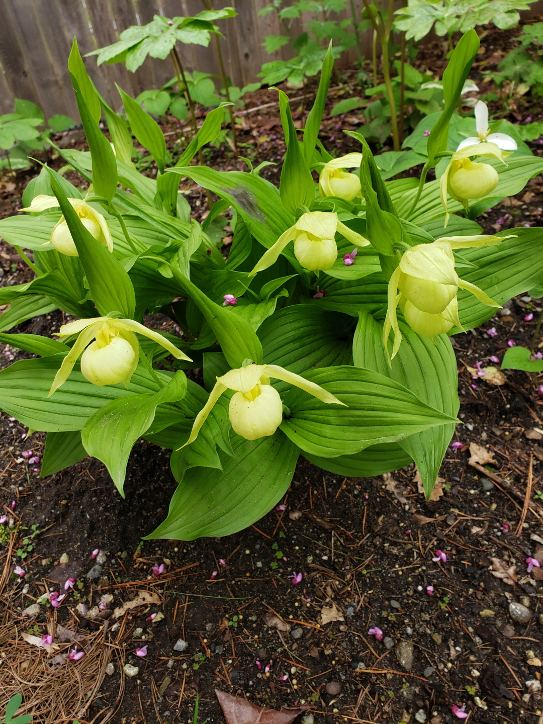 Cypripedium