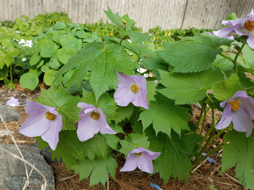 Glaucidium palmatum