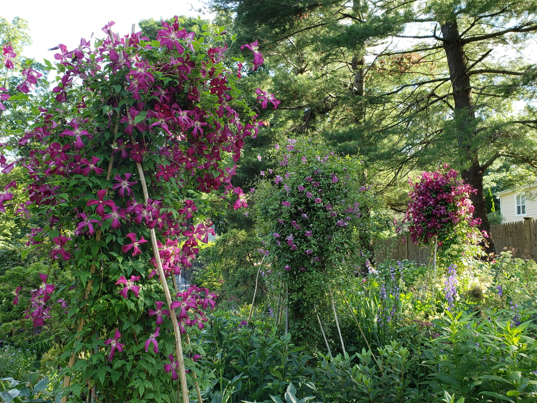 clematis on teepees