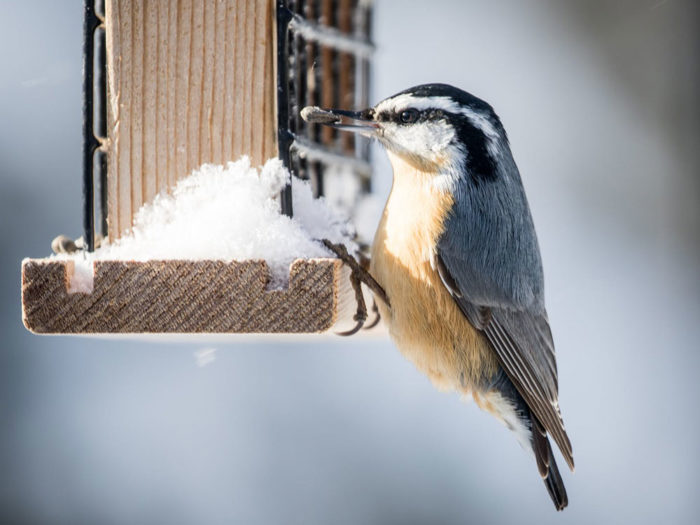 red-breasted nuthatch