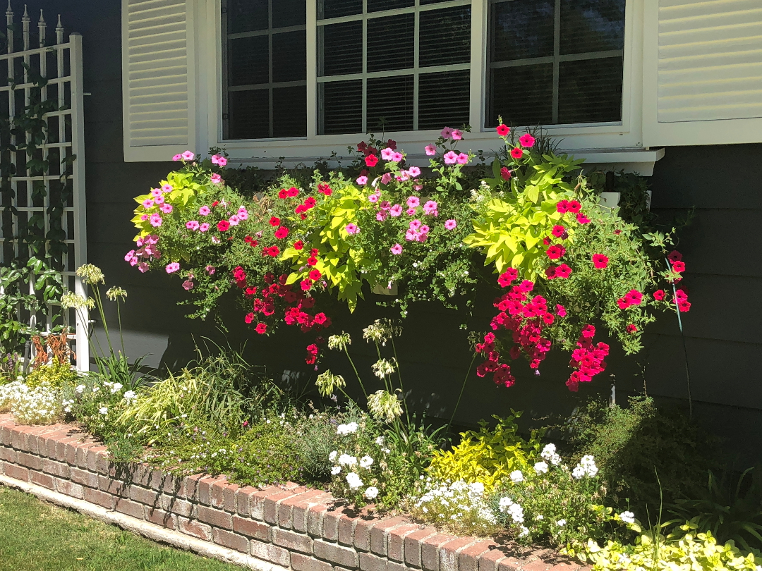 pink and red petunias