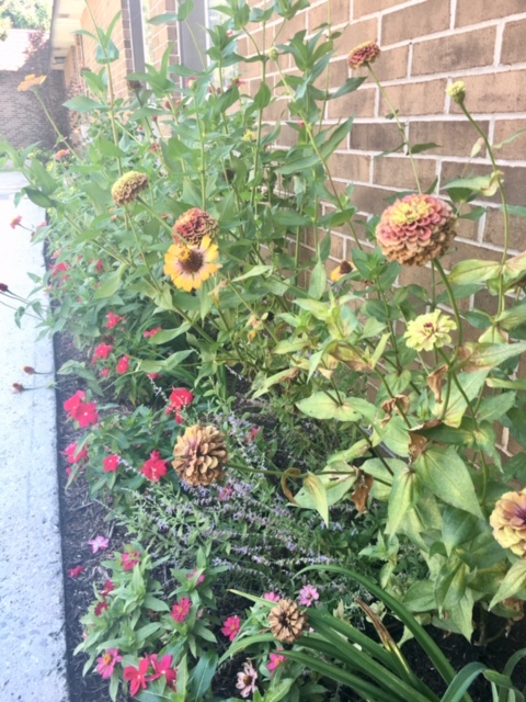 queen lime red zinnia