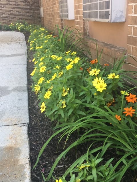 dreamland yellow zinnia