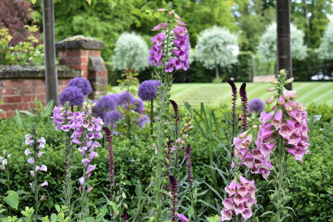 foxgloves