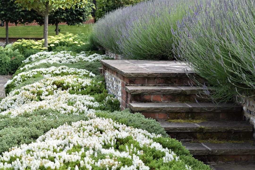 hedges of lavender