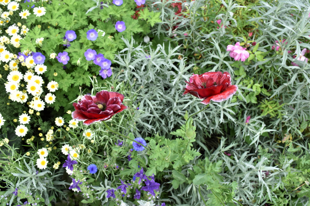 poppy blossoms