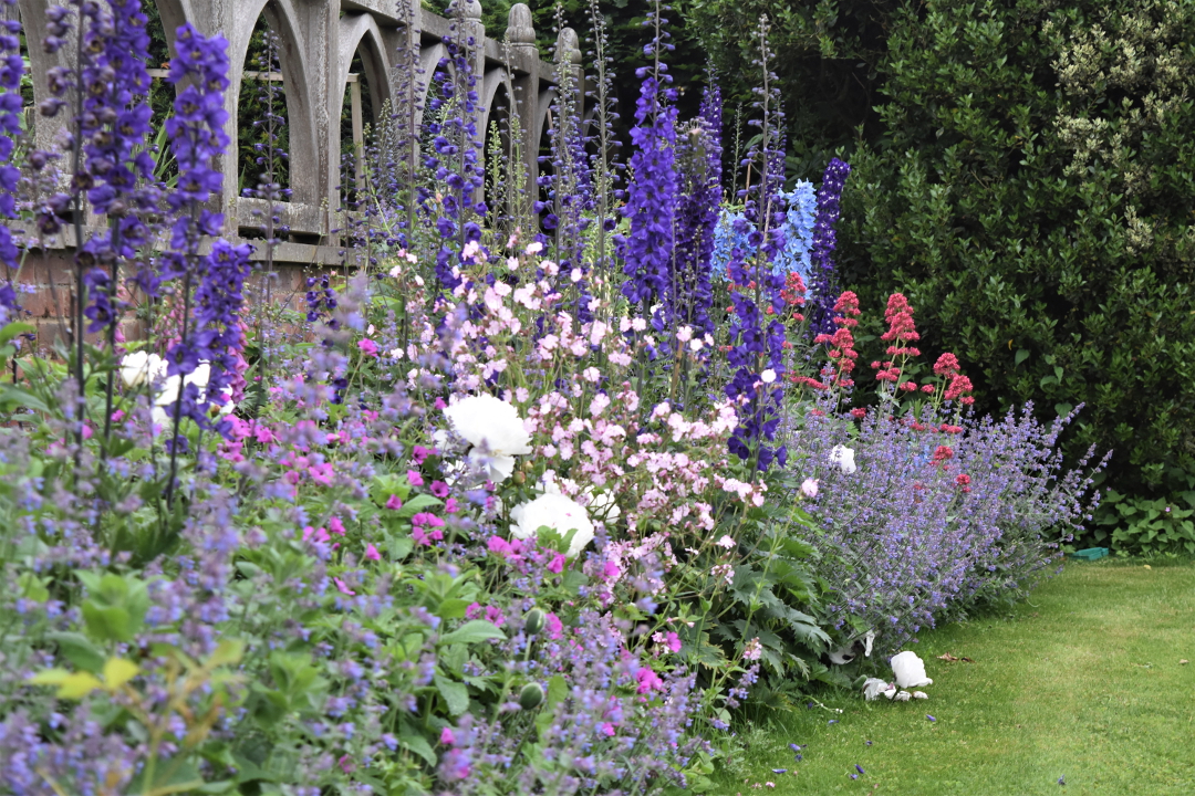 delphiniums