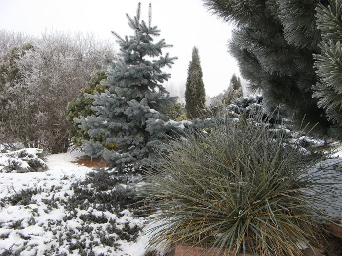 rock garden in frost