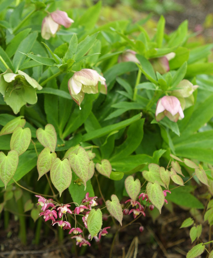 hellebores and epimediums