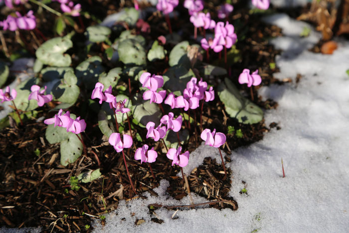 Hardy cyclamen