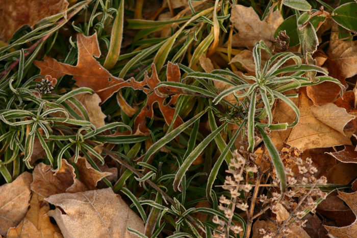 january frost