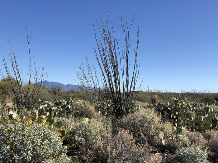 winter in the southwest