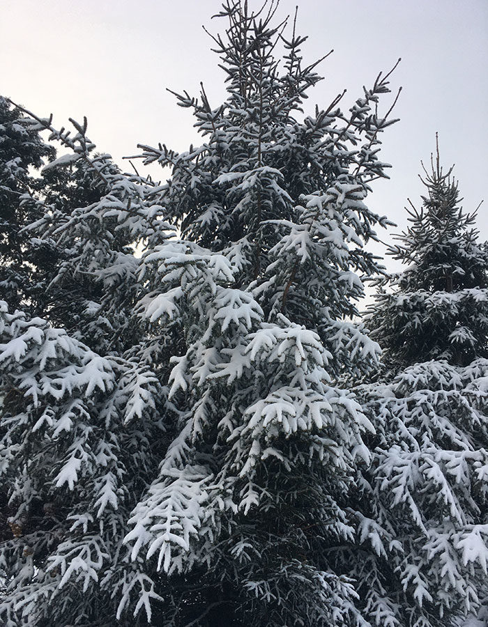 snow in the northeast