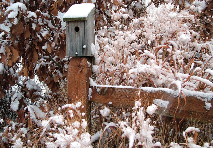 Seed heads in winter