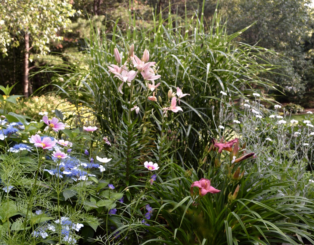 'Summer Wine' daylily