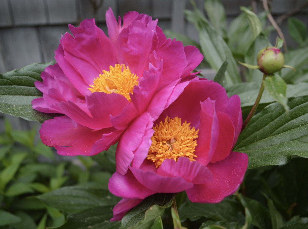 Peony 'Dancing Butterflies'