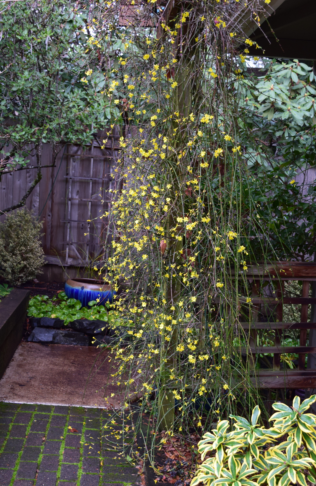 winter jasmine