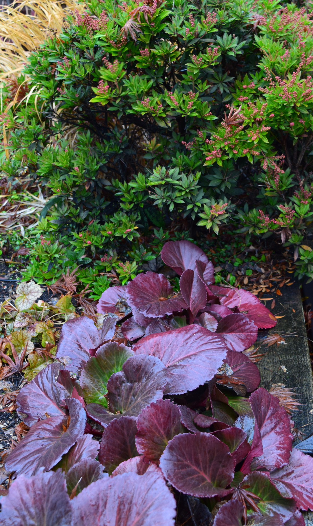 Bergenia cordifolia