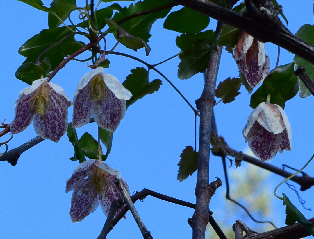 Clematis cirrhosa 'Freckles'