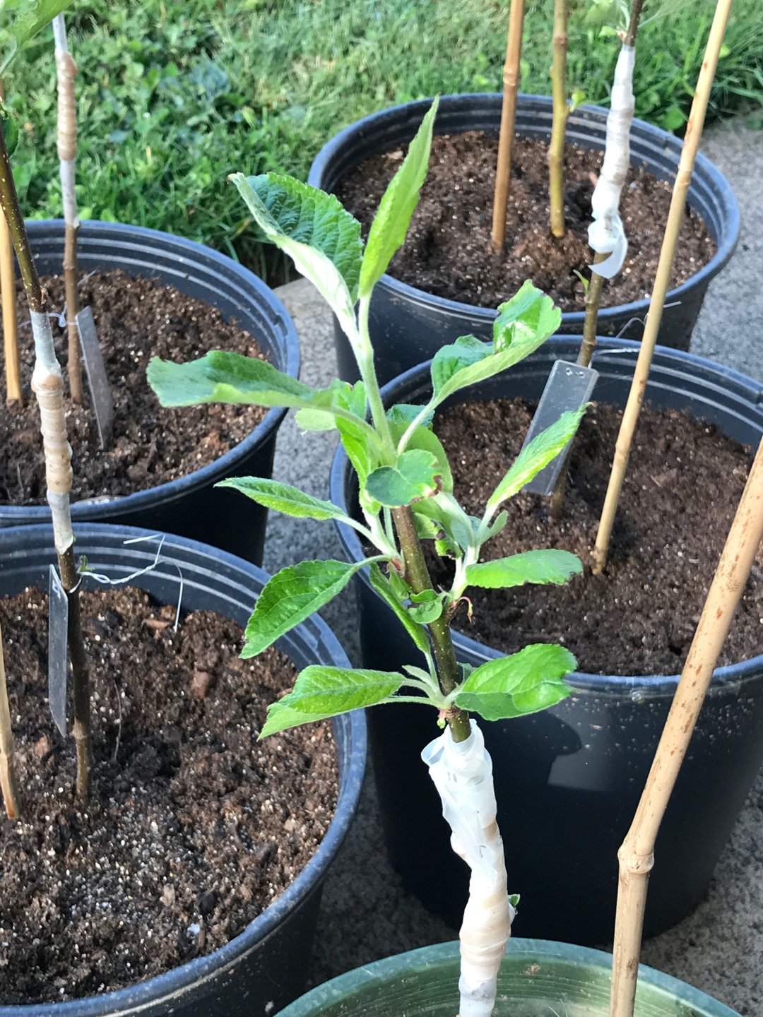 grafted apple trees