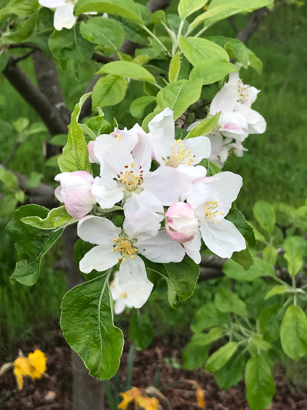 ‘Chehalis’ apple blossoms