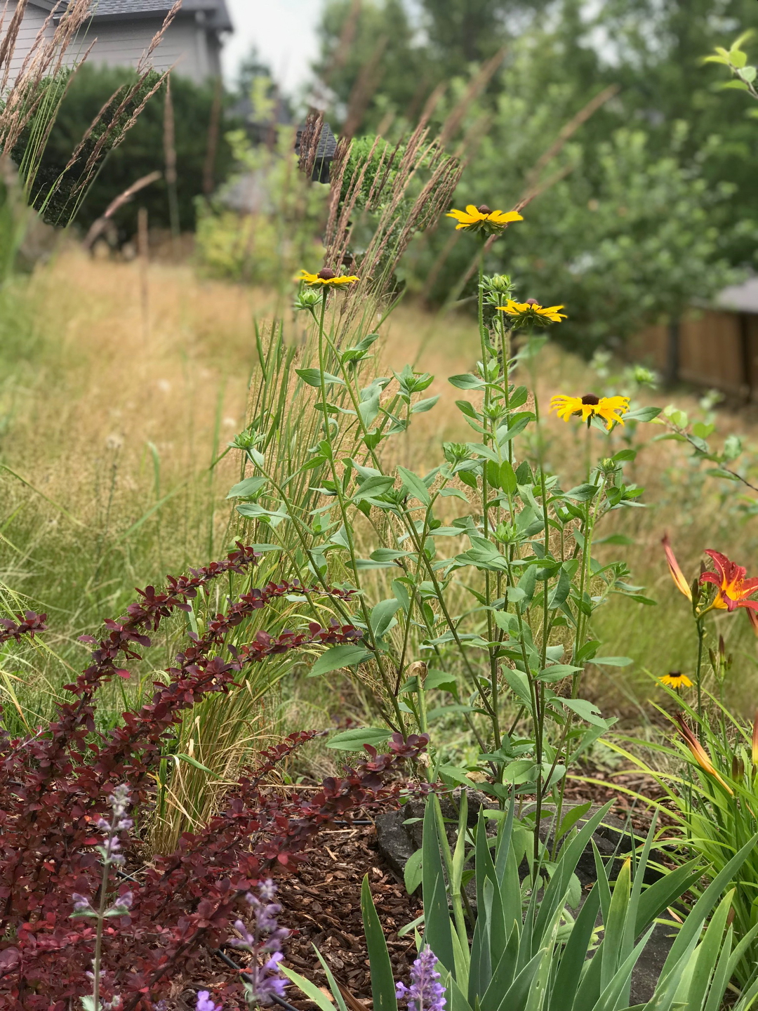 Rudbeckia