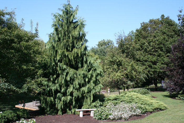 Nootka false cypress