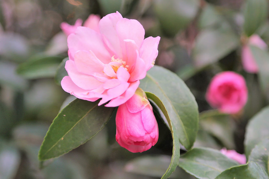 Camellias That Shine in Winter - FineGardening