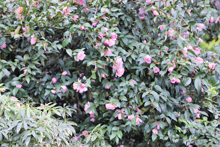 ‘Pink Snow’ camellia