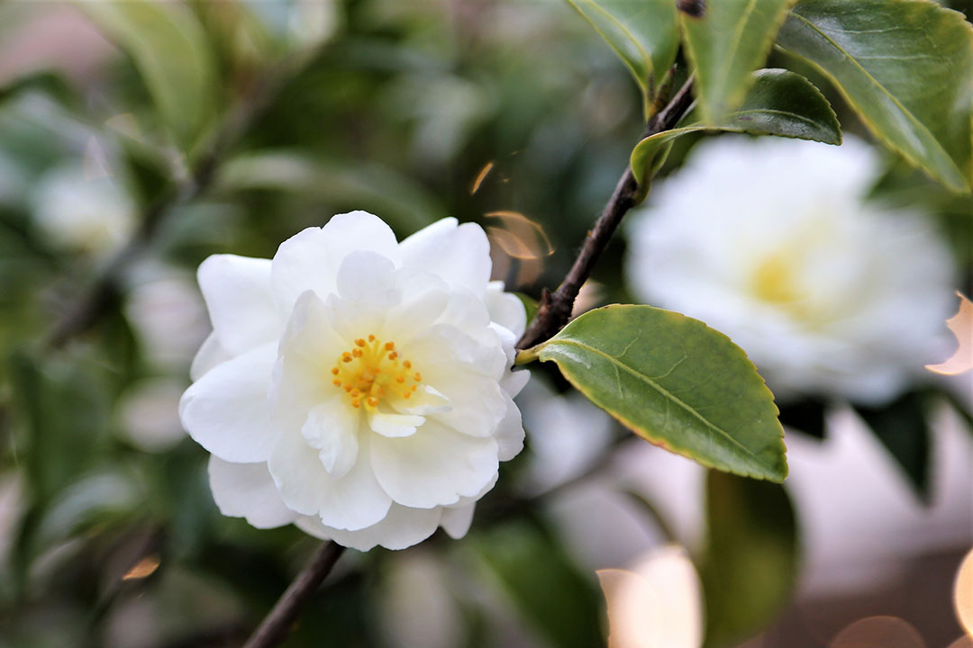 Winter camellia shop