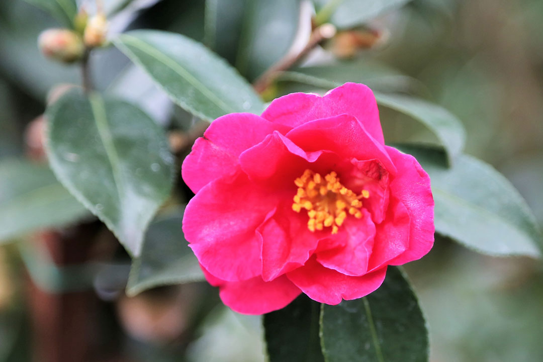 Camellia sasanqua 'Slim 'n Trim'  Kiefer Nursery: Trees, Shrubs, Perennials