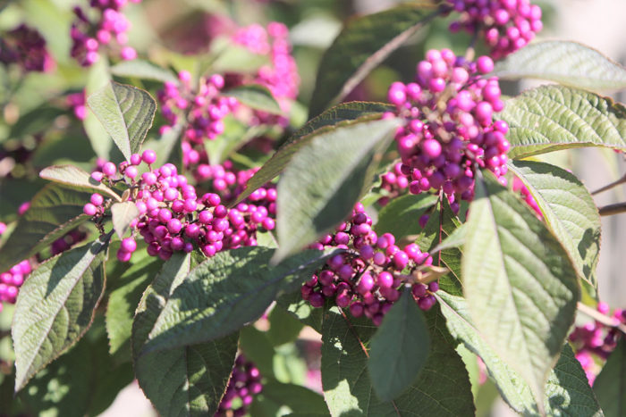 ‘Profusion’ beautyberry