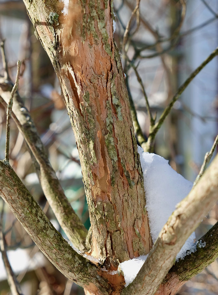 Ornamental Bark on Deciduous Trees in the Midwest - FineGardening