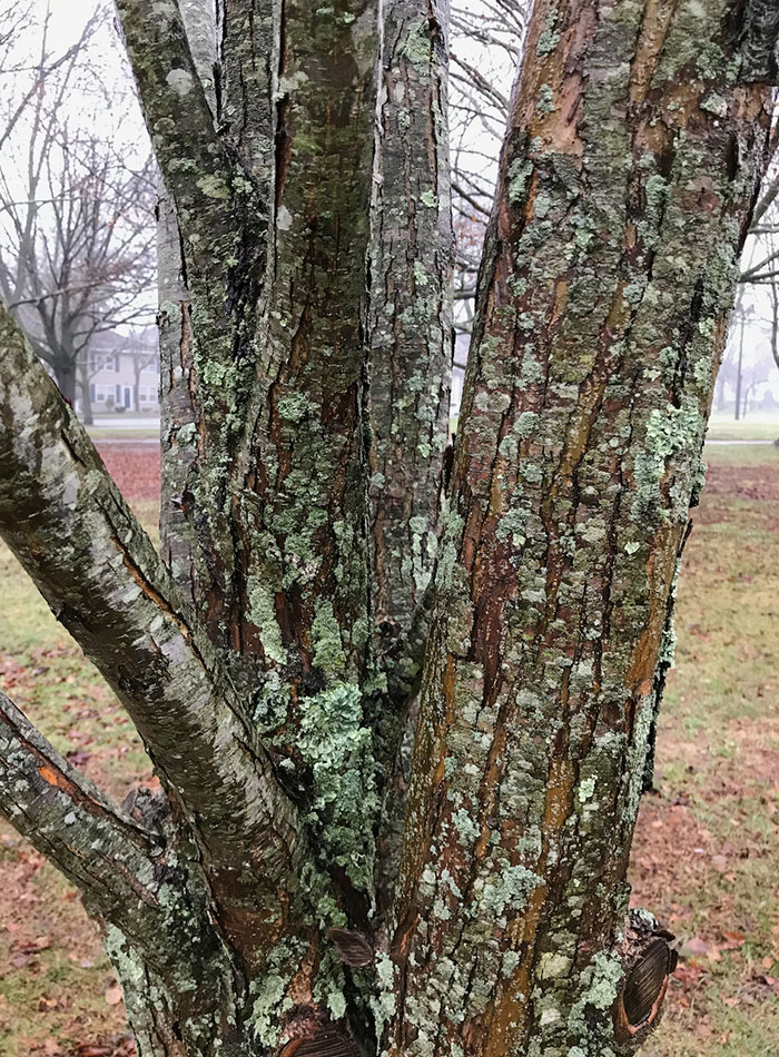 Ornamental Bark on Deciduous Trees in the Midwest - FineGardening