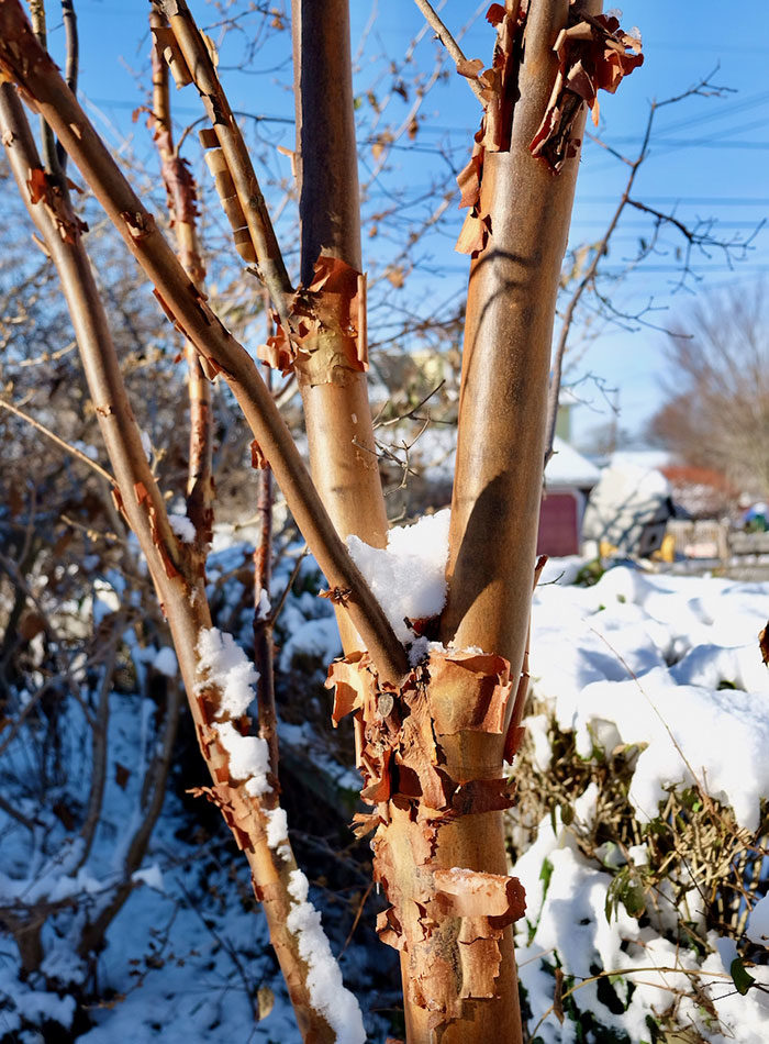 It's normal to have peeling bark on this kind of tree - InForum