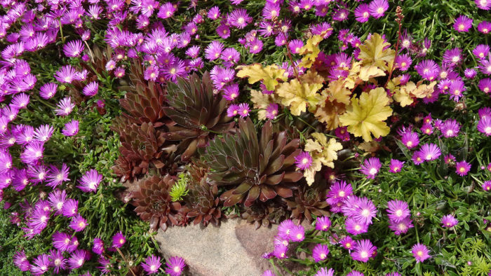 ‘Ruby Hearts’ hens and chicks