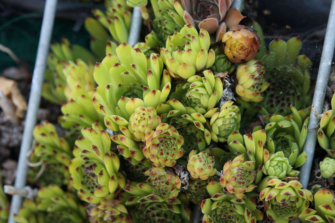 ‘Reinhardt’ hens and chicks