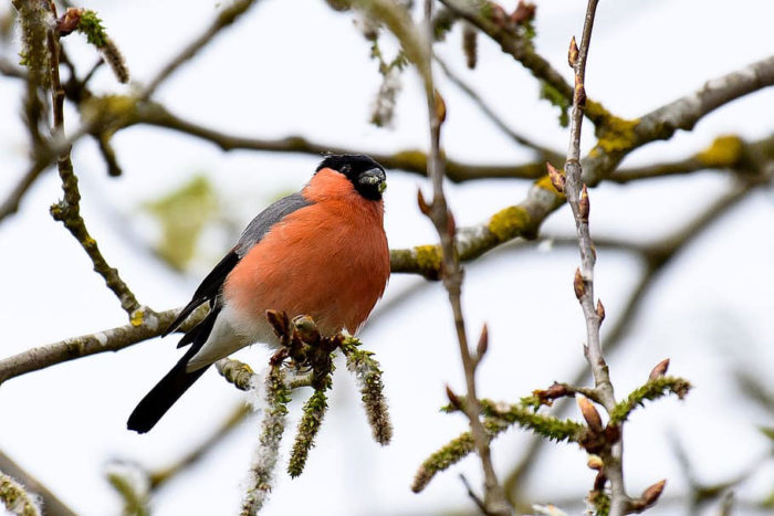 Baltimore orioles bird