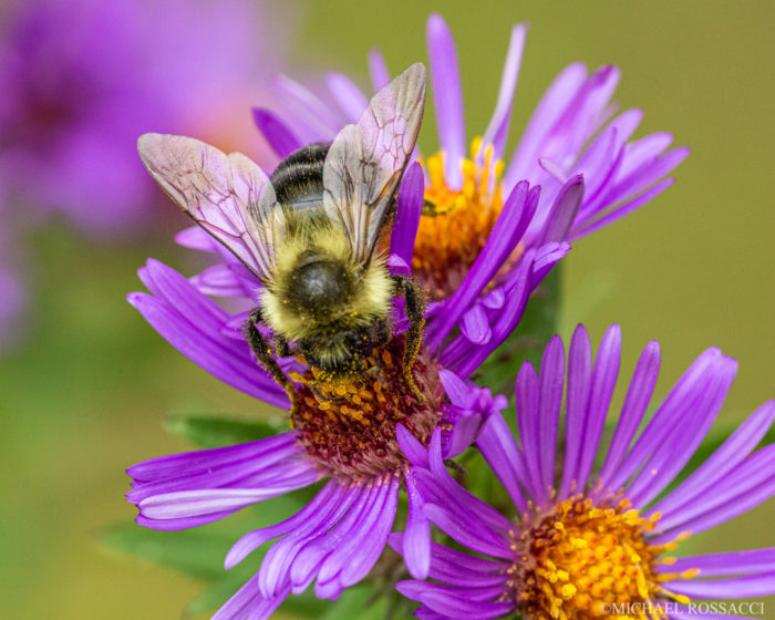 A Photographer's View of Flowers - FineGardening