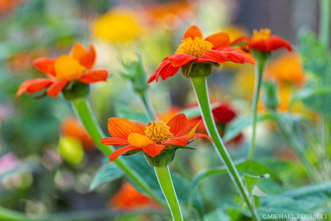 Mexican sunflowers