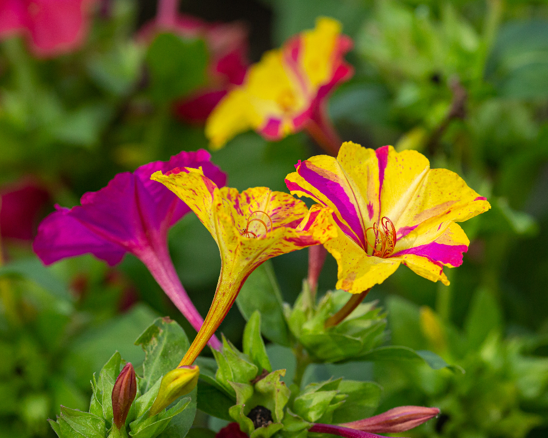 Mirabilis jalapa