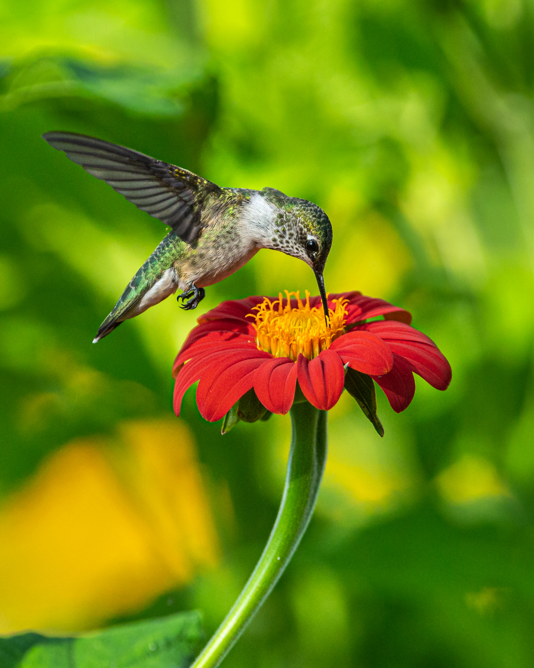 Ruby-throated Hummingbird