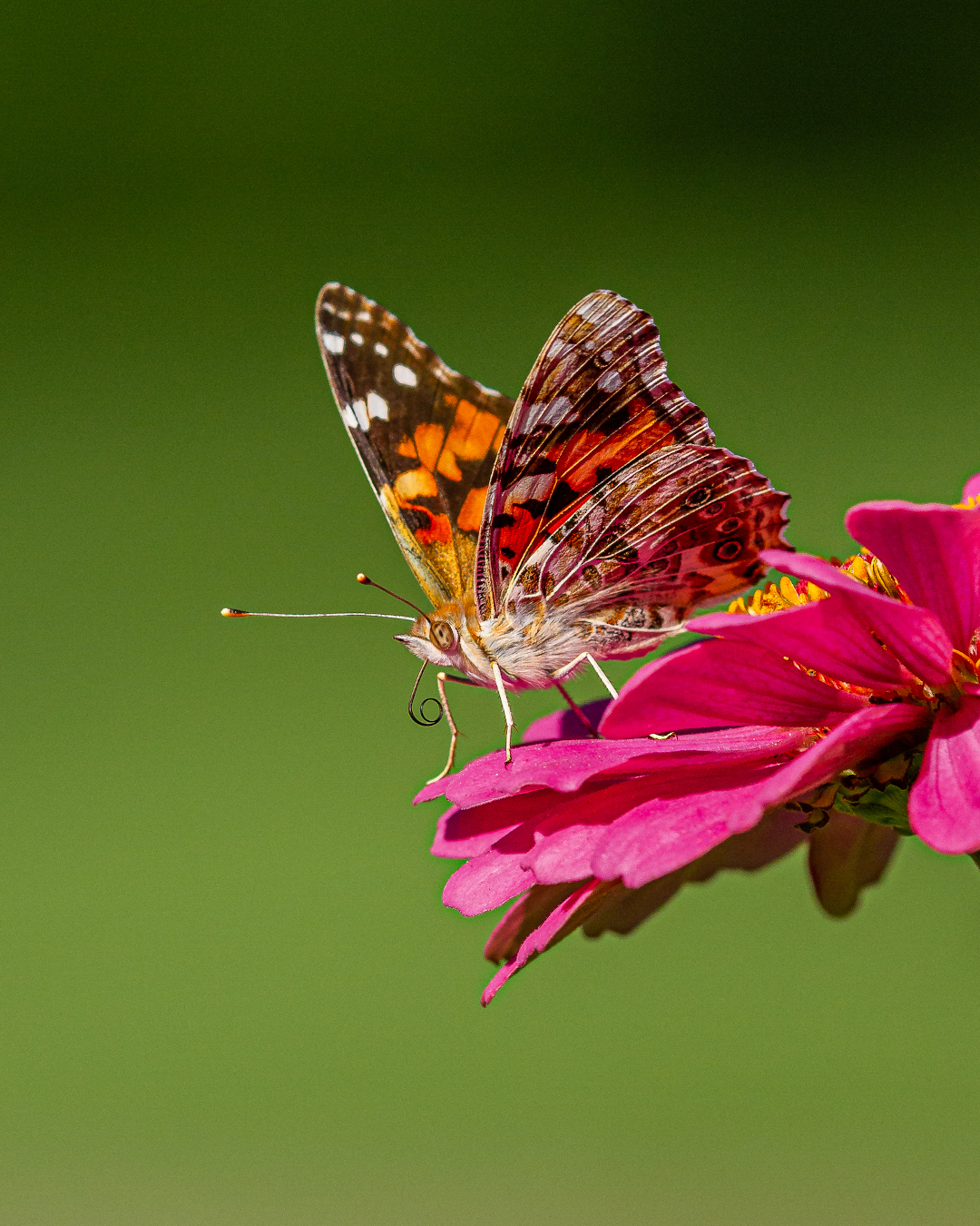 Painted lady butterfly