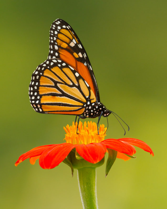 A Photographer's View of Flowers - Fine Gardening